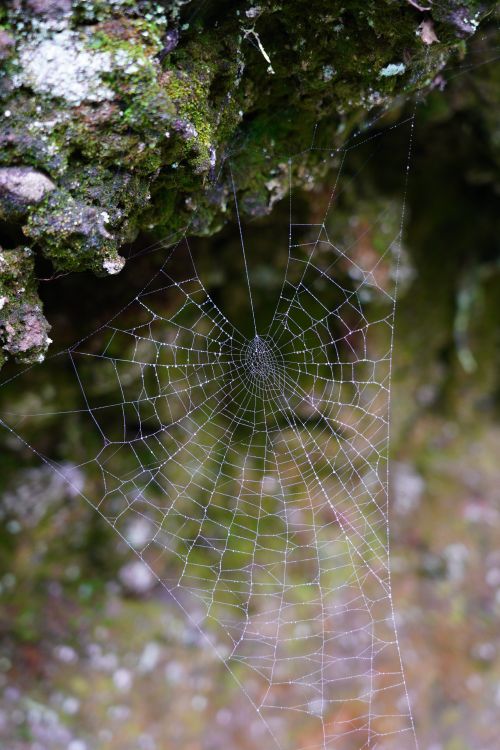 Cobwebs On Rocks Cobweb on the Mossy Rock · Free Stock Photo