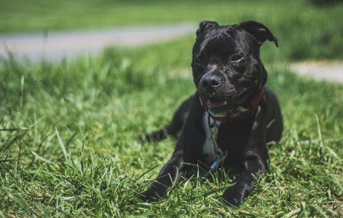 犬, 草の無料の写真素材
