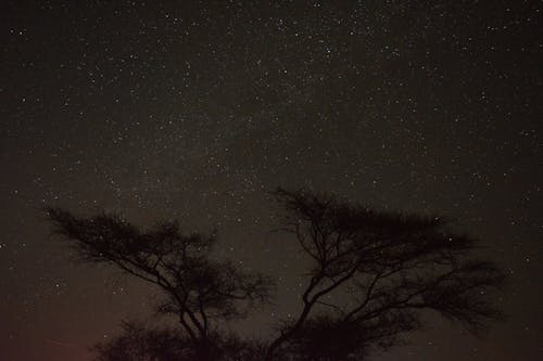 Imagine de stoc gratuită din arbore, astrofotografie, celebrități