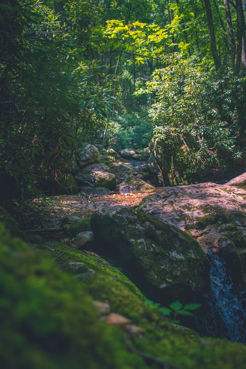 Free stock photo of hidden, moss, mother nature