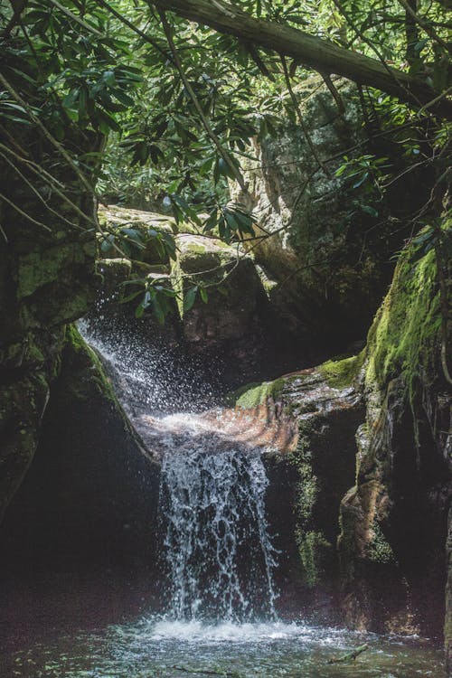 Безкоштовне стокове фото на тему «вода, водоспади, дерева»