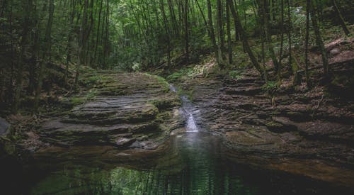 森林, 母なる自然, 泳ぐの無料の写真素材