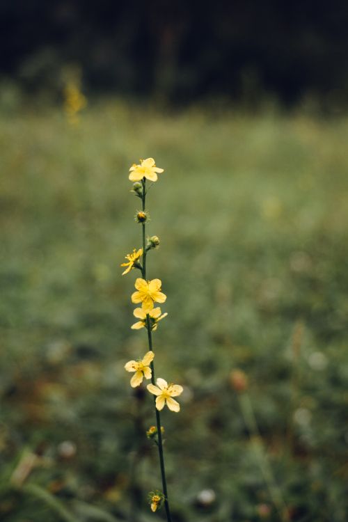 Free Close-up of vibrant yellow flowers blooming in a field in Türkiye, showcasing natural beauty. Stock Photo