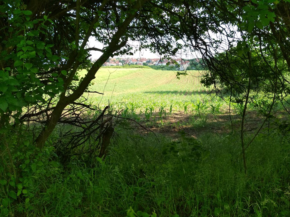 Free stock photo of field, tree