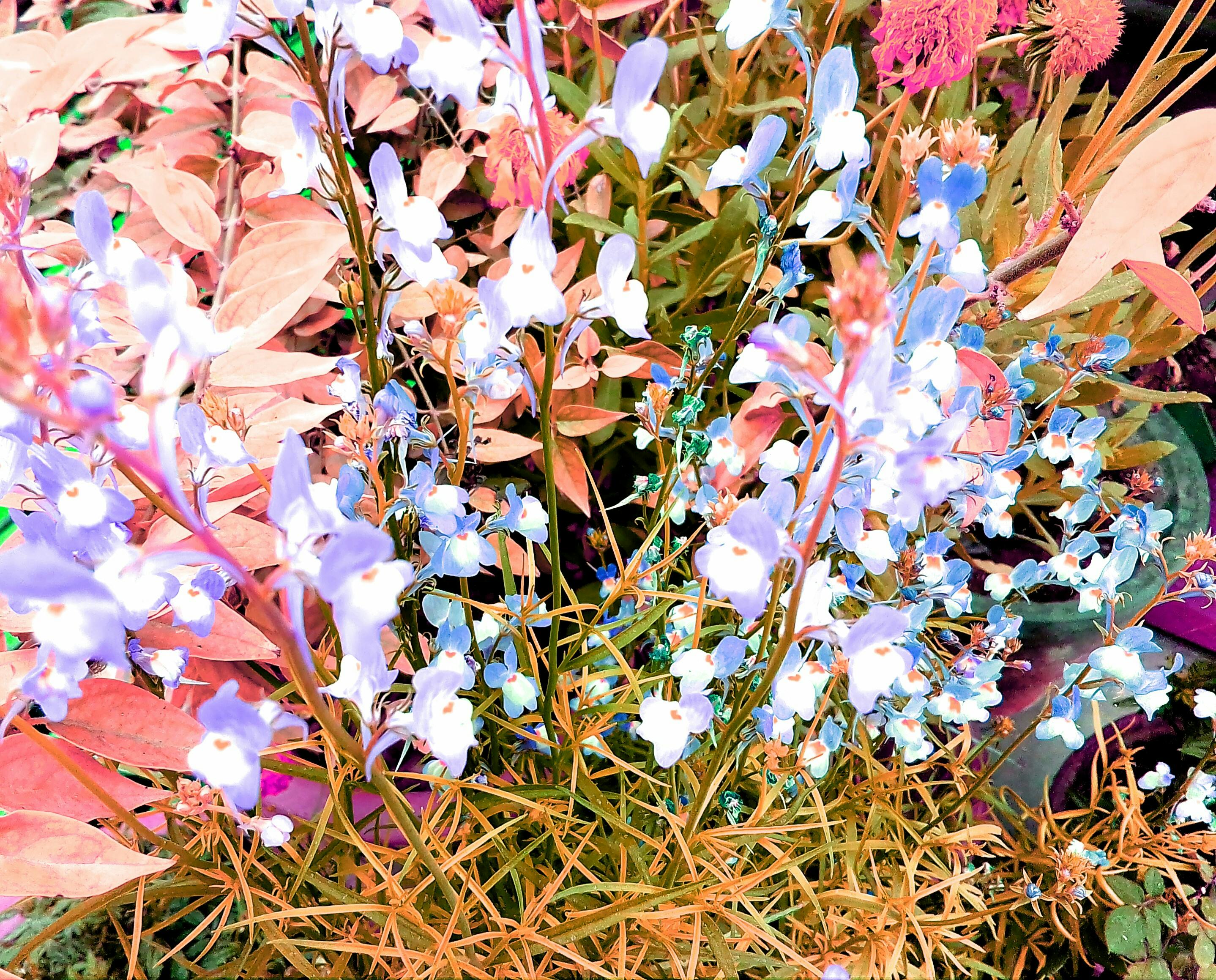 Free stock photo of beautiful flowers, flower, flower wallpaper