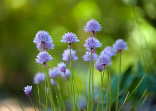 Free Close-Up Shot of Purple Chives in Bloom Stock Photo