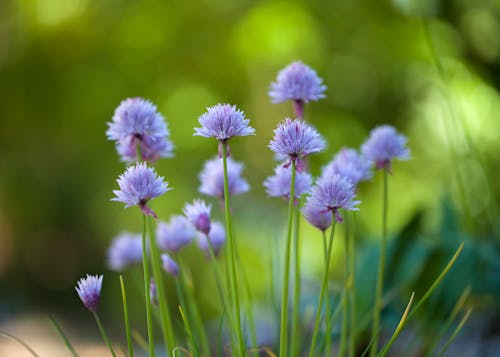 Close-Up Shot of Purple Chives in Bloom