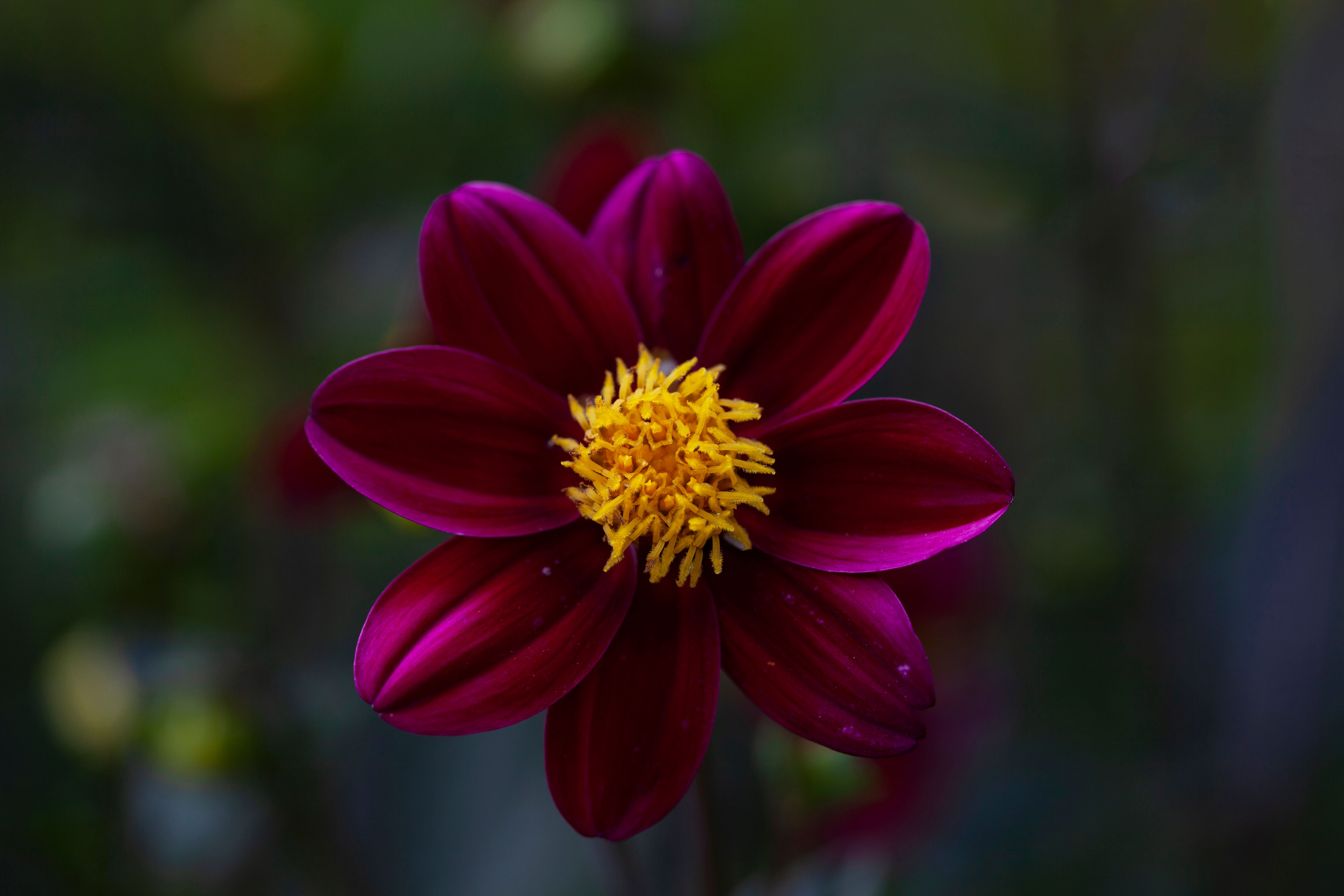 Purple Flower in Close Up Photography · Free Stock Photo