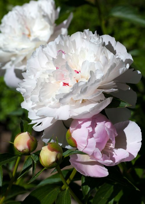 Free Close-up of blooming white peonies in a sunlit garden in Madrid, Spain. Stock Photo