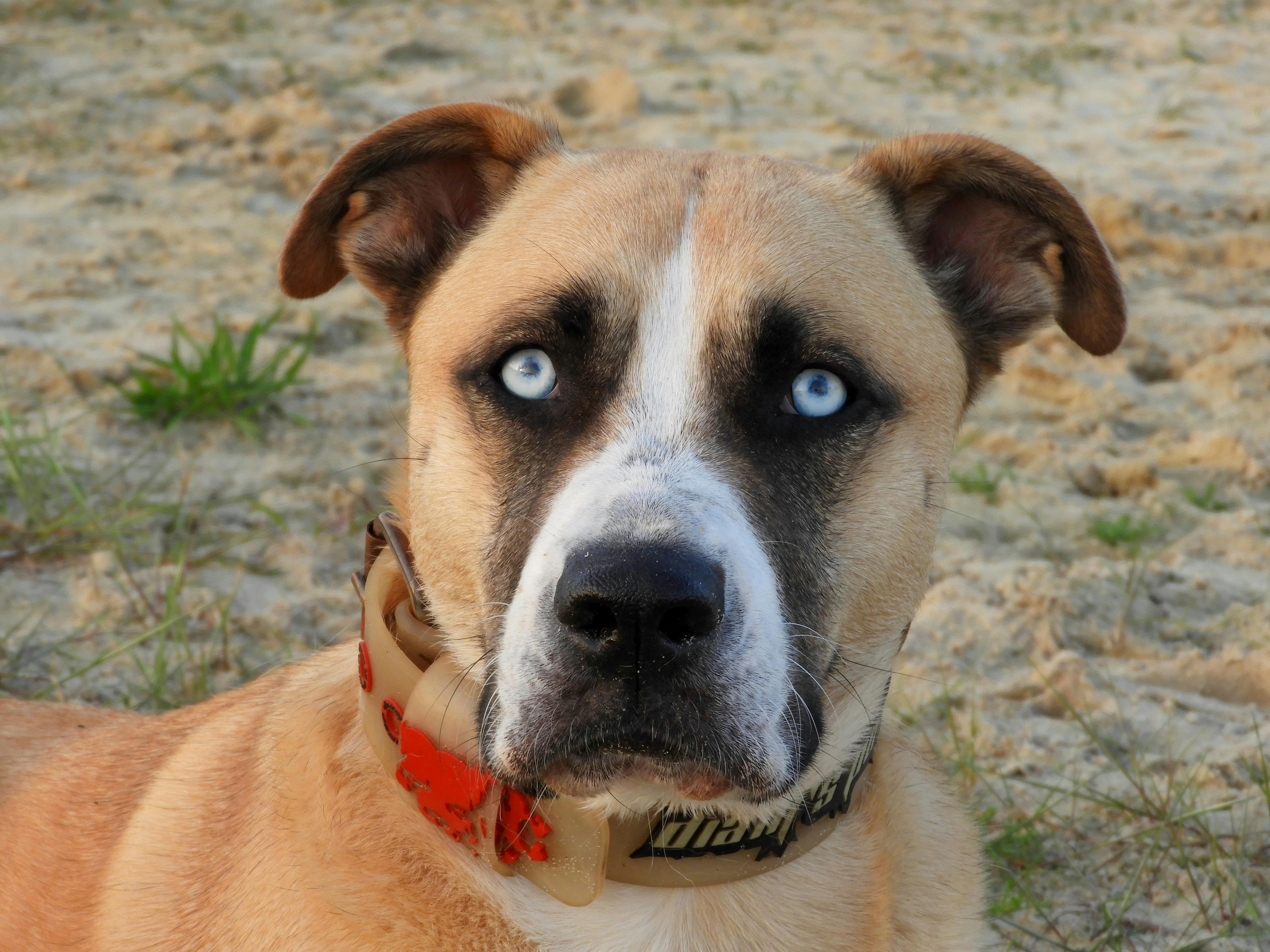 owalo design Husky Hunde Mit Blauen Augen