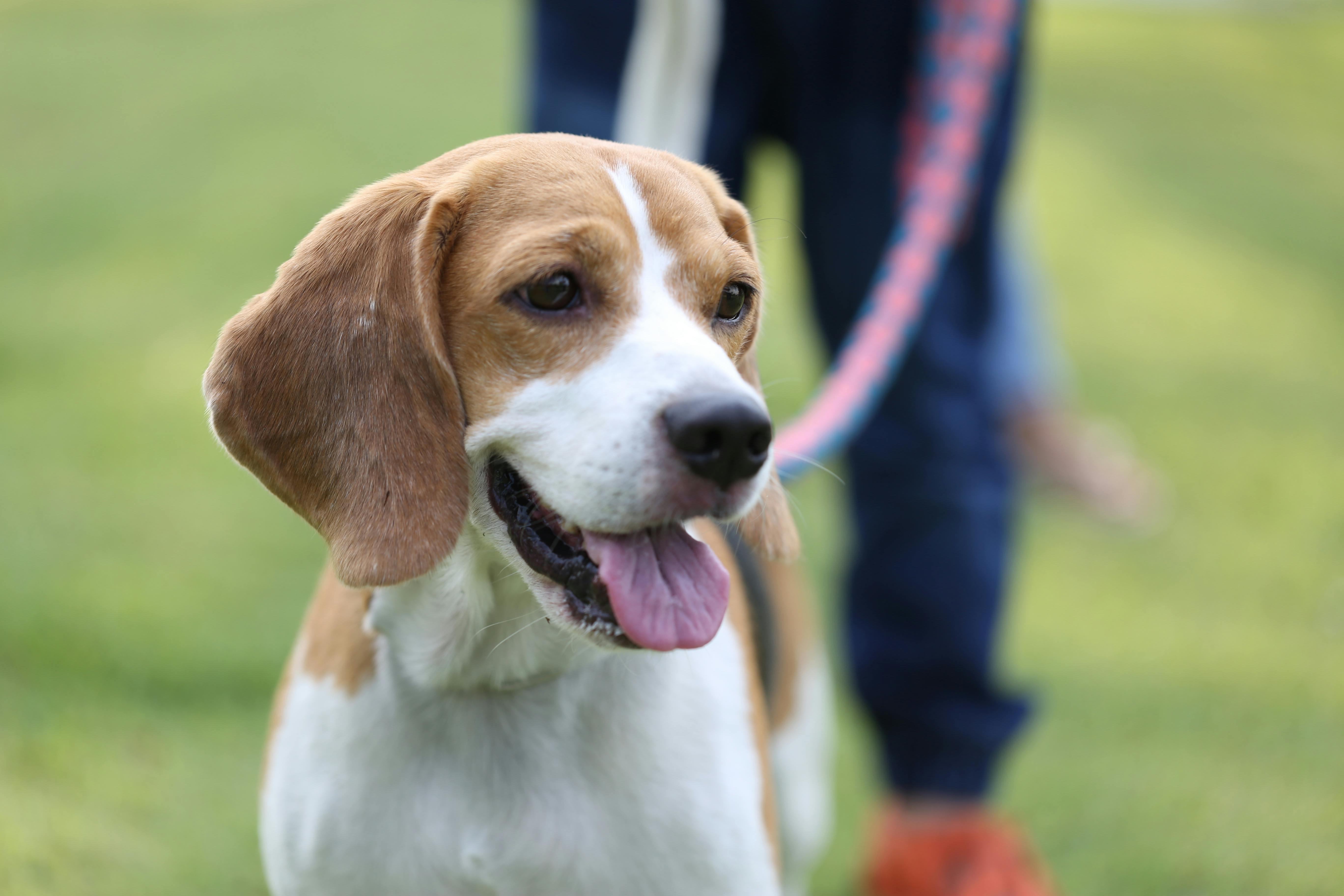Free stock photo of beagle, dog, happy