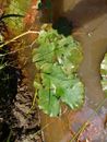 Green and Brown Maple Leaf on Water
