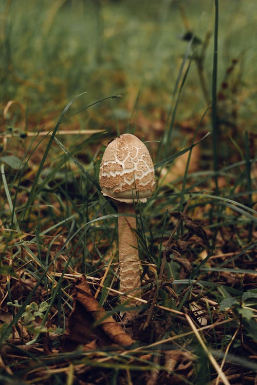 Free Mushroom in Close Up Stock Photo