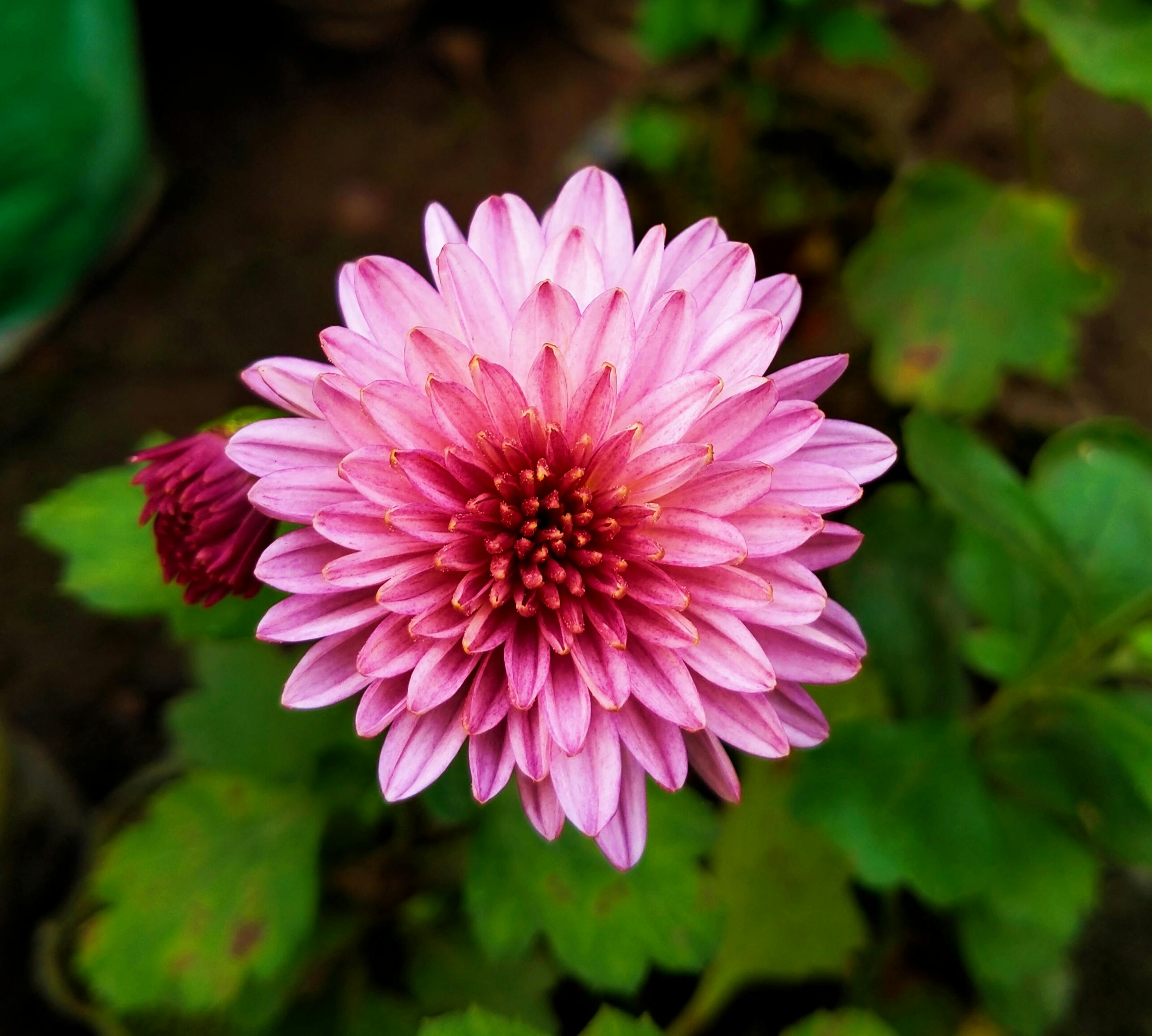 Vienna Copper Chrysanthemum · Free Stock Photo