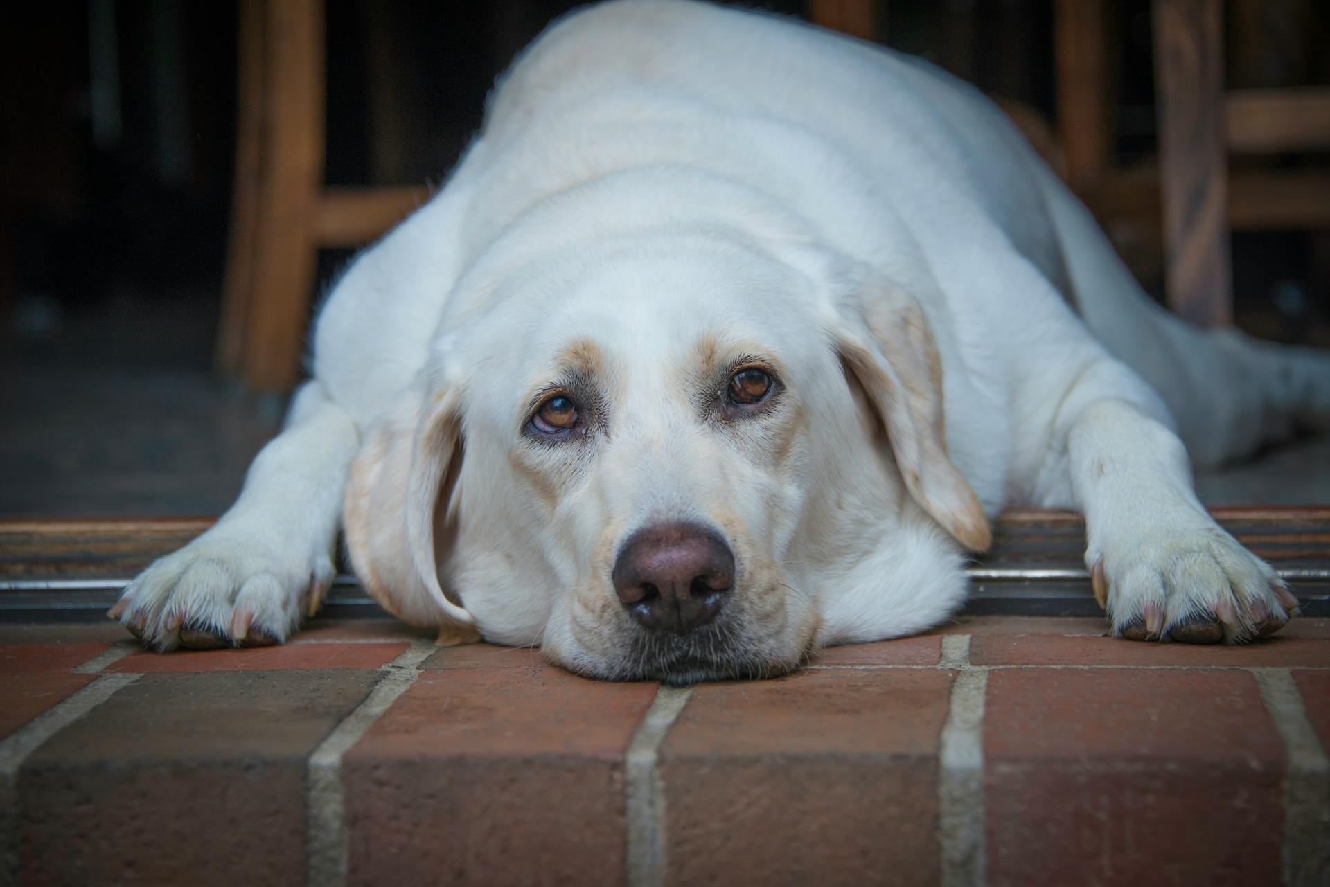 Close Up Shot of a Dog Lying on the Floor