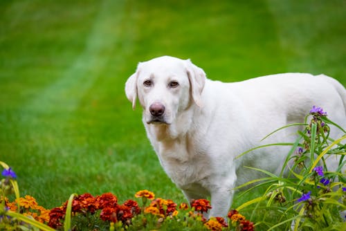 Free White Short Coated Dog on Green Grass Field Stock Photo