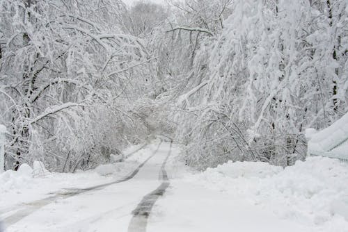 ağaçlar, kar yağışlı, karla kaplı içeren Ücretsiz stok fotoğraf