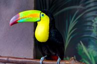 Black and Yellow Bird Perched on the Tree Branch