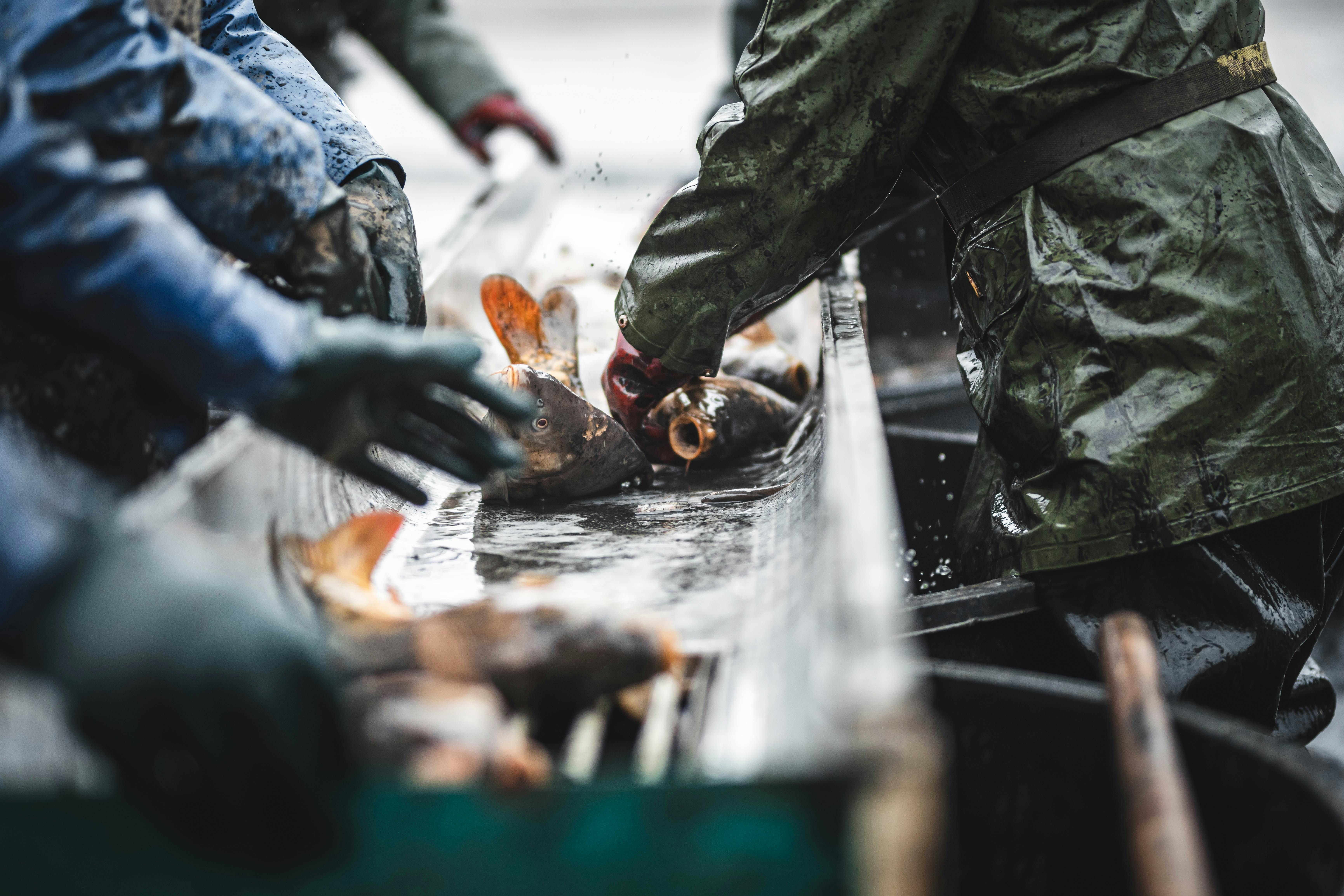 Nordia Signature doos