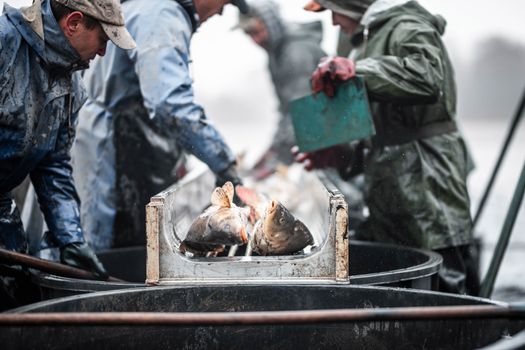 Fishermen sort freshly caught fish on a boat in rainy weather. Teamwork at sea.