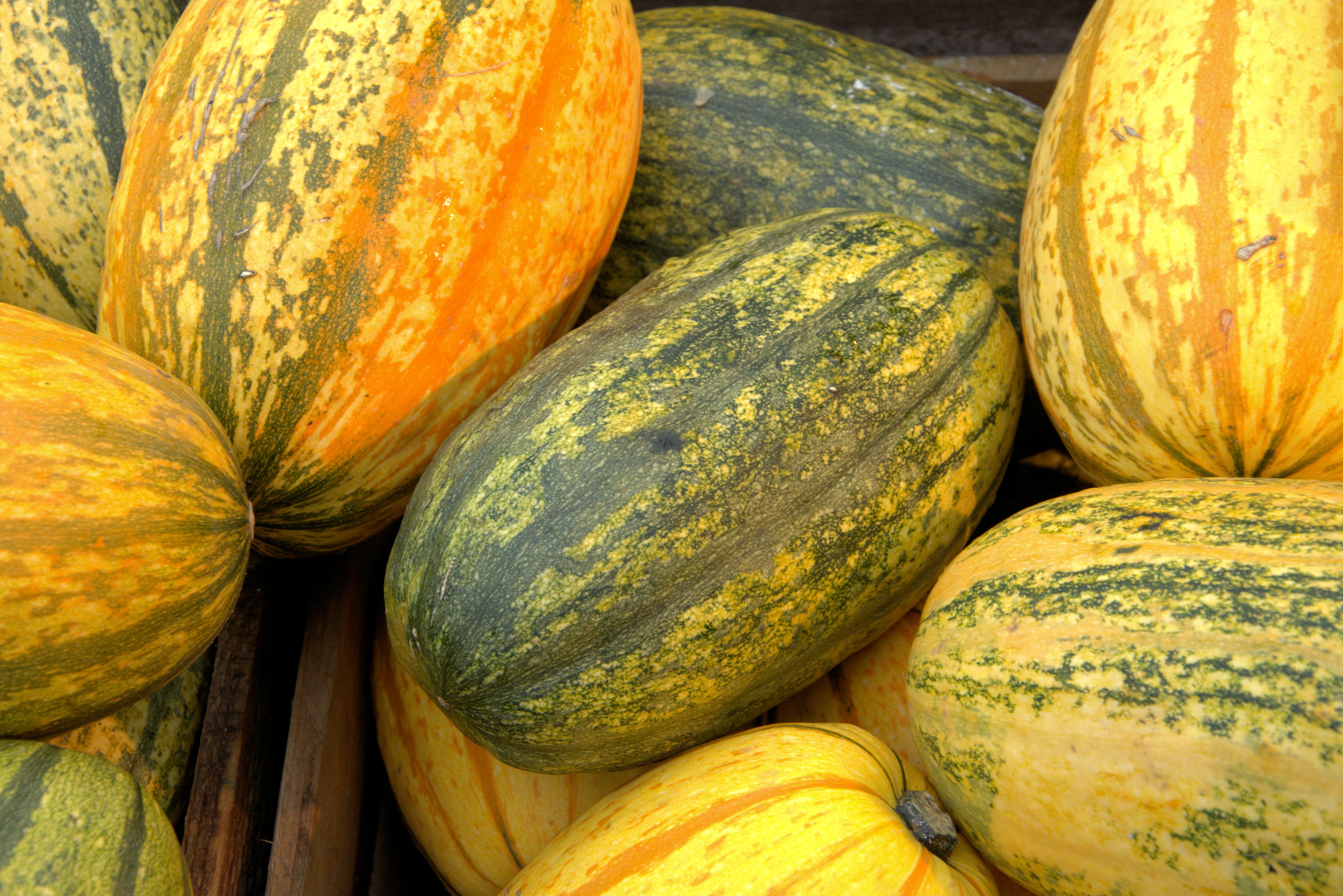 Do Spaghetti Squash Ripen Off the Vine? - Chef's Resource