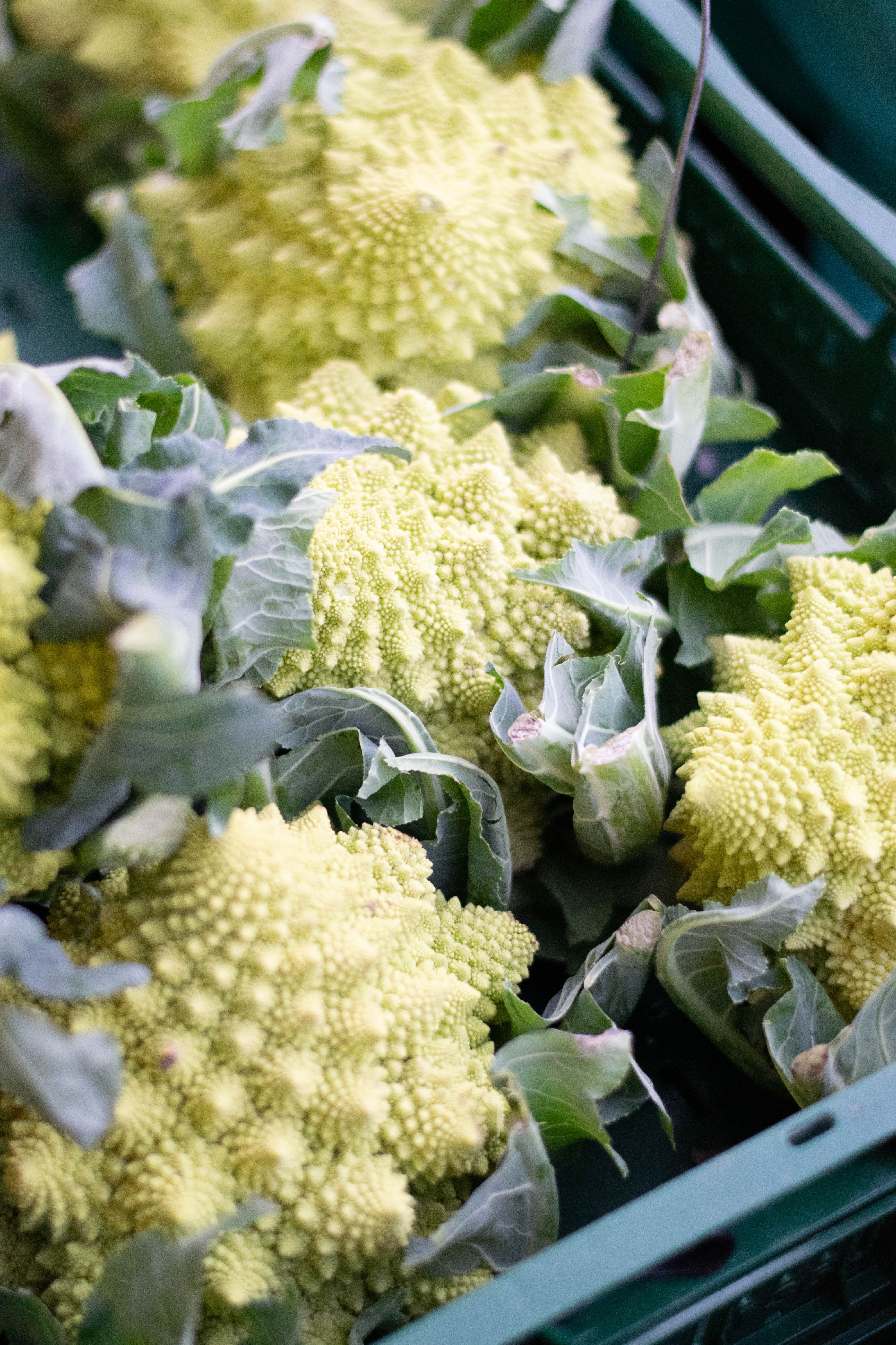Close-Up Shot of Fresh Cauliflowers · Free Stock Photo