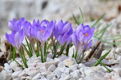 Close-Up Shot of Purple Crocus Flowers in Bloom