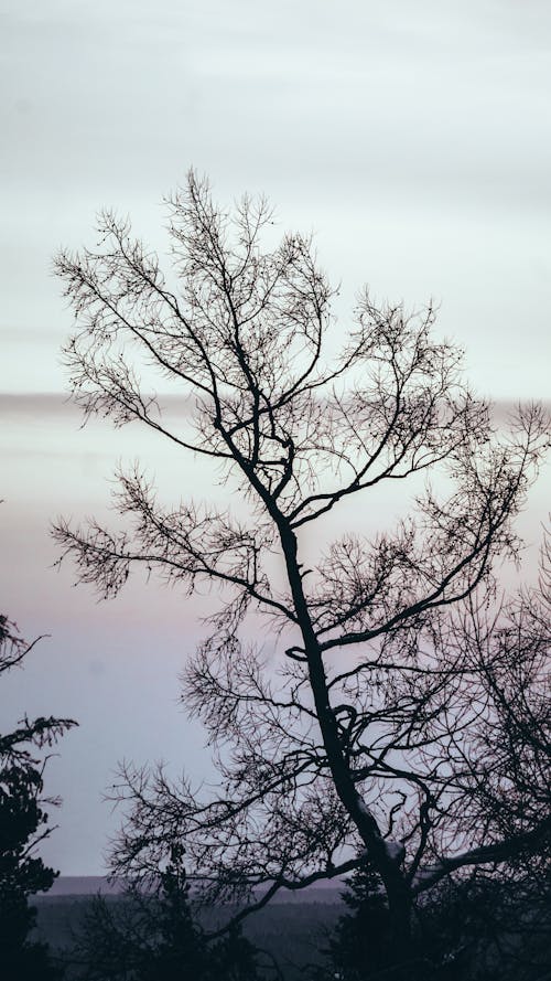 Kostenloses Stock Foto zu äste, blattlos, grauen himmel