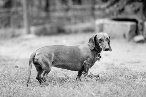 Grayscale Photo of a Dog on Grass