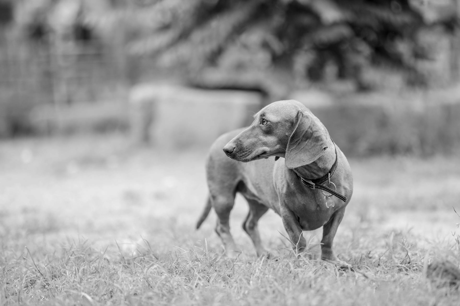 Grayscale Photo of a Dachshund on a Grassy Field