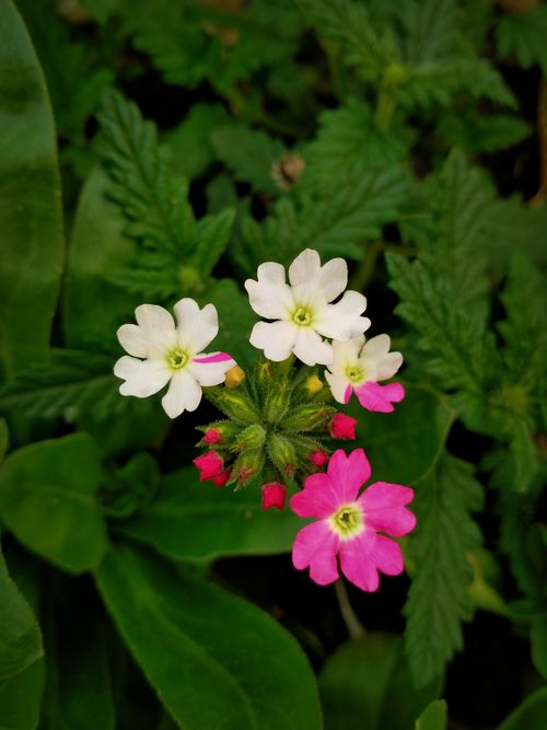 Free Vibrant pink and white verbena flowers bloom in a lush Dhaka garden. Stock Photo