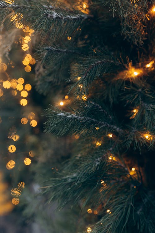 Gratis stockfoto met bokeh, detailopname, kerstboom