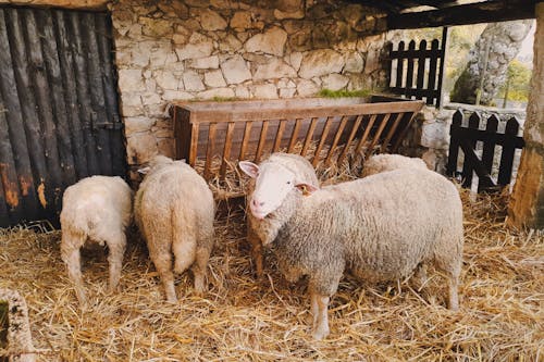 Photos gratuites de agriculture, animal, campagne