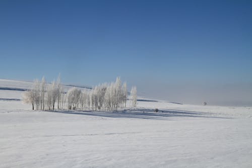 Bare Trees on Snow Covered Field