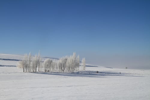 Snow Covered Trees on the Field