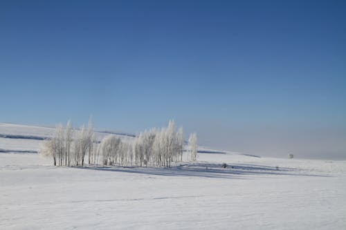 Безкоштовне стокове фото на тему «блакитне небо, голий, дерева»