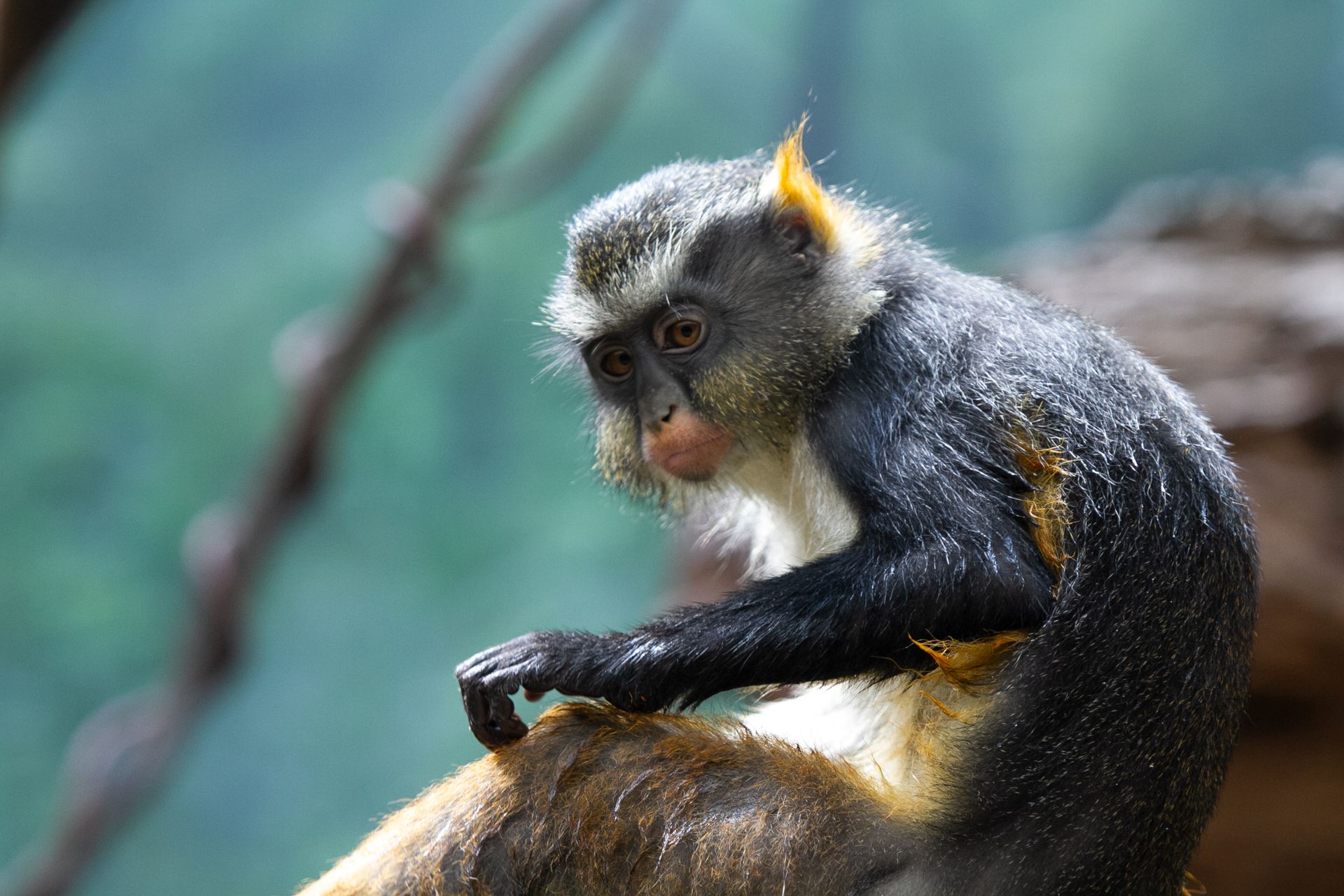 Close Up Shot of a Monkey