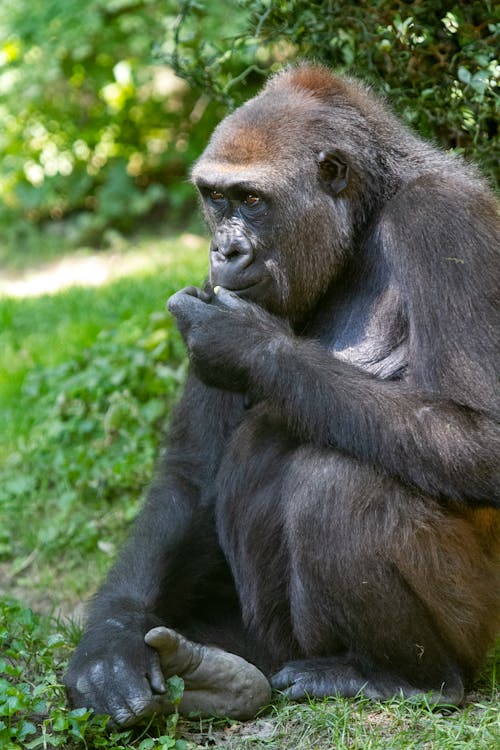 Gorilla Sitting and Holding his Foot 