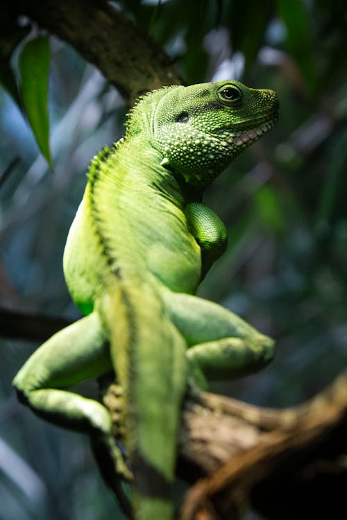 Green Iguana on Brown Tree Branch