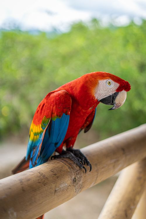 Free Vibrant scarlet macaw perched on bamboo with blurred green background in Peru. Stock Photo