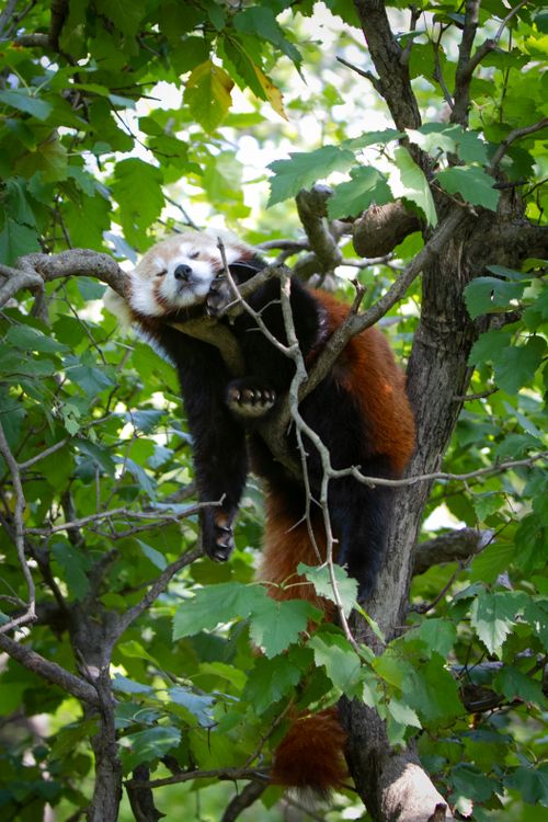 Free A cute red panda lounging on a tree branch surrounded by lush green leaves, creating a tranquil scene. Stock Photo