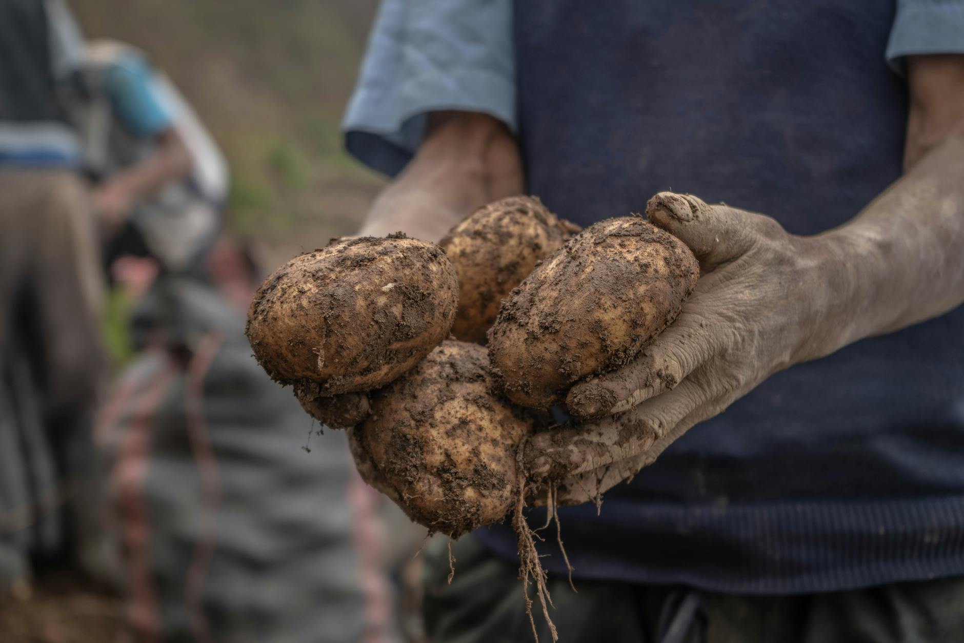 https://www.pexels.com/photo/person-holding-potatoes-10854385/