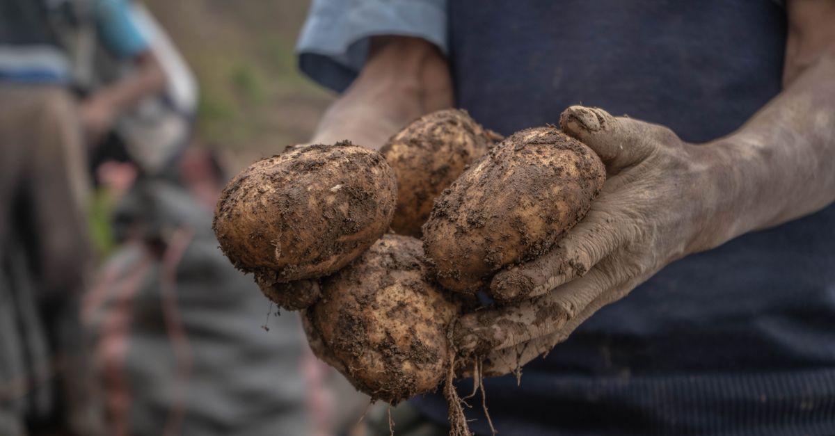 Recette Pomme de Terre : 15 Idées Faciles 2026