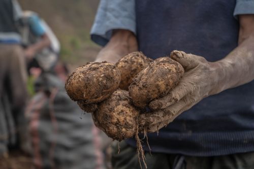 Free Close-up of a farmer holding freshly harvested potatoes outdoors in Peru. Stock Photo