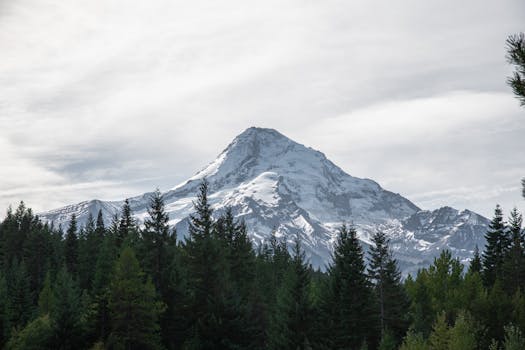 Breathtaking view of a snowcapped mountain in Montana, USA, surrounded by a lush evergreen forest.