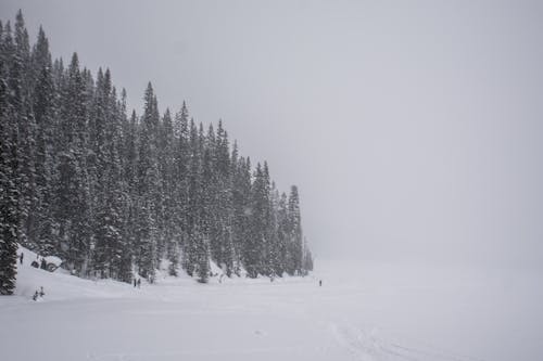 Kostenloses Stock Foto zu bäume, kaltes wetter, schneebedeckter boden