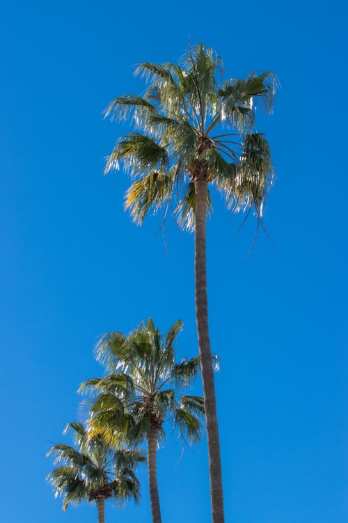 Free Three palm trees reaching into a bright blue sky on a clear, sunny day. Stock Photo