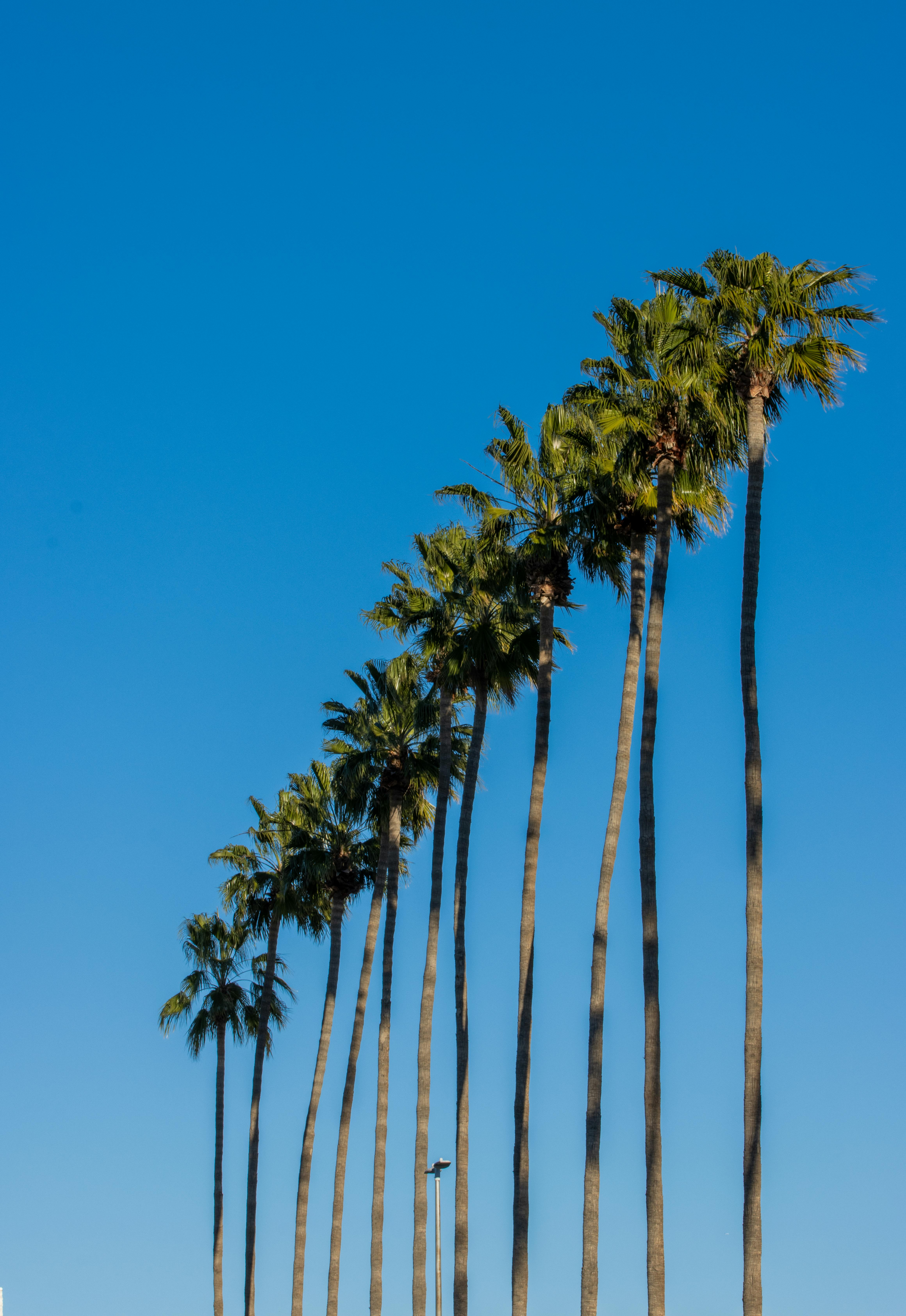 Tall Palm Trees · Free Stock Photo