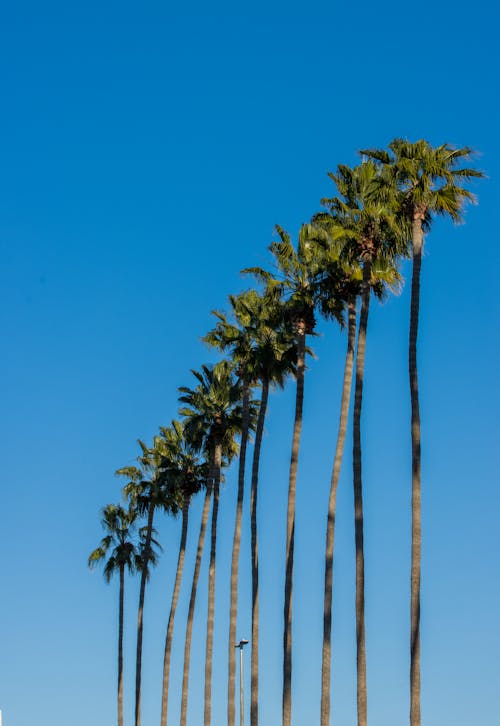 Free Tall Palm Trees Stock Photo