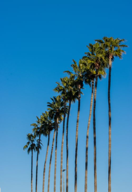 Free Vertical shot of tall palm trees under a clear blue sky in Riverside, California. Stock Photo